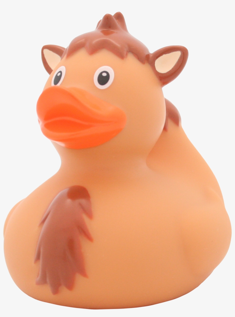Duck, transparent png download