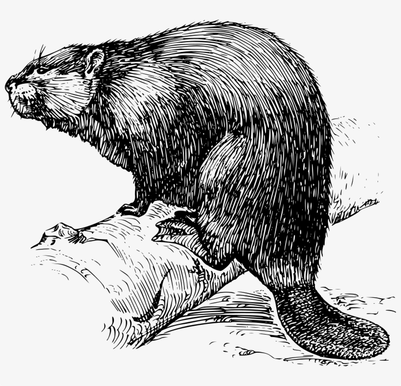 Animal Clip Art Png Files - Beaver Sketch, transparent png download
