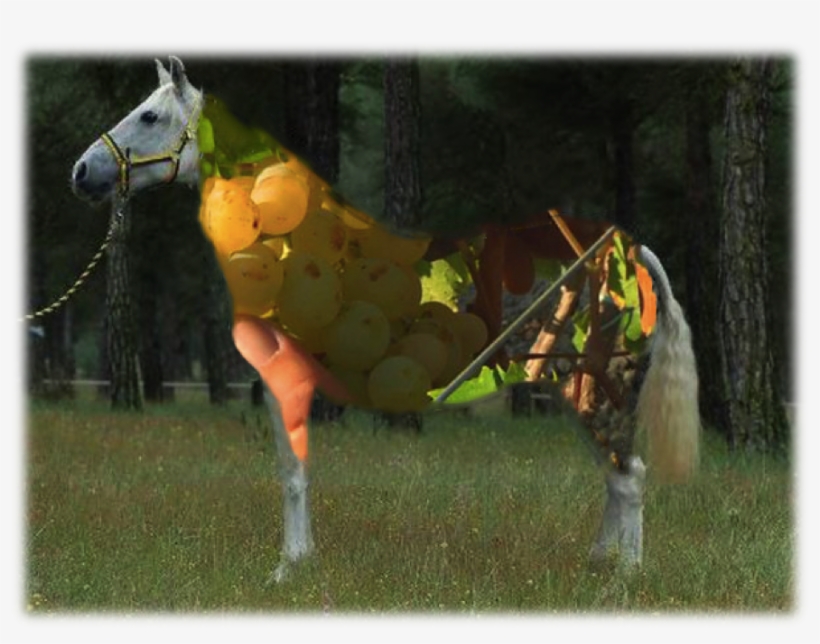 Vino Y Caballo Cartujano - Caballo Y El Vino, transparent png download