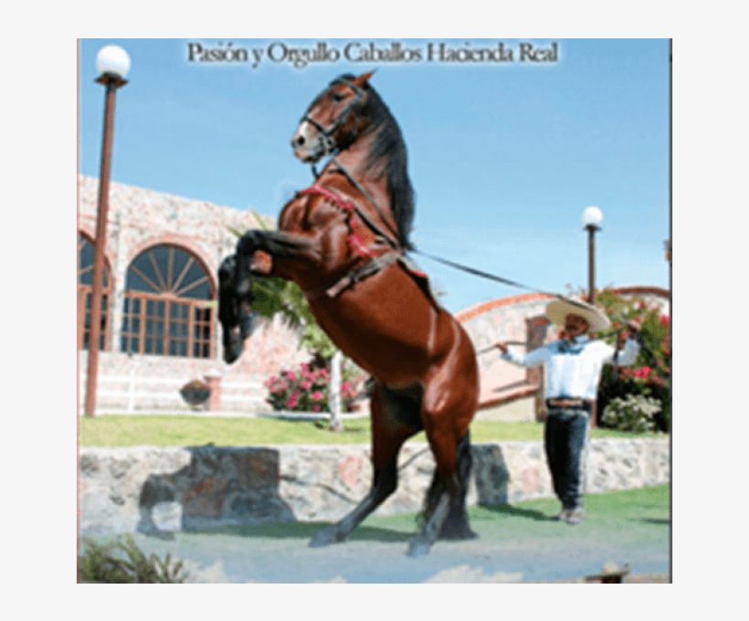 Carruaje Blanco, Adornado - Caballos Ensillados Png, transparent png download