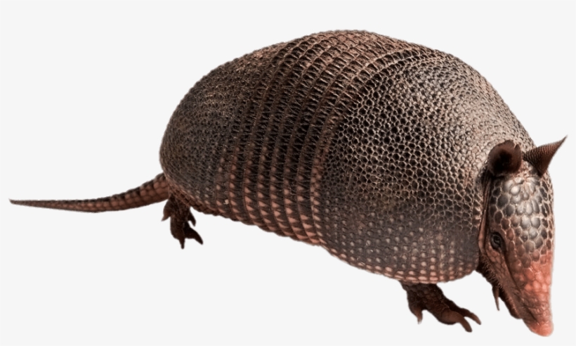 Armadillo - Armadillo Cake, transparent png download