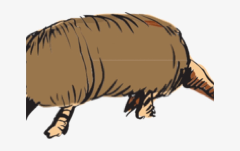 Armadillo Clipart Transparent - Animals Clipart, transparent png download