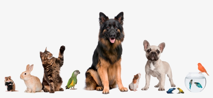 Pet Rules - Cute Pets Together, transparent png download