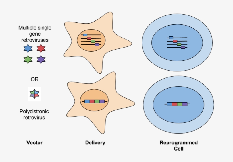 The Field Of Induced Pluripotent Stem Cells Has Been - Diagram, transparent png download