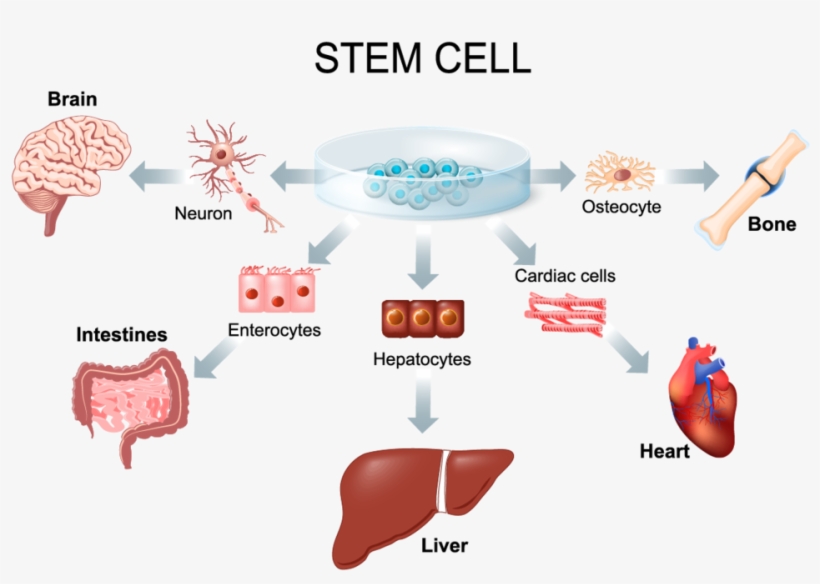 Human Mscs Are A Favorite Choice Of Stem Cells Due - Adult Stem Cells, transparent png download