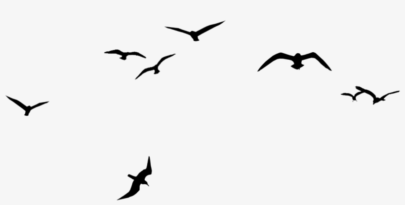 Migration Clipart Crows - Bird V Formation Clipart, transparent png download