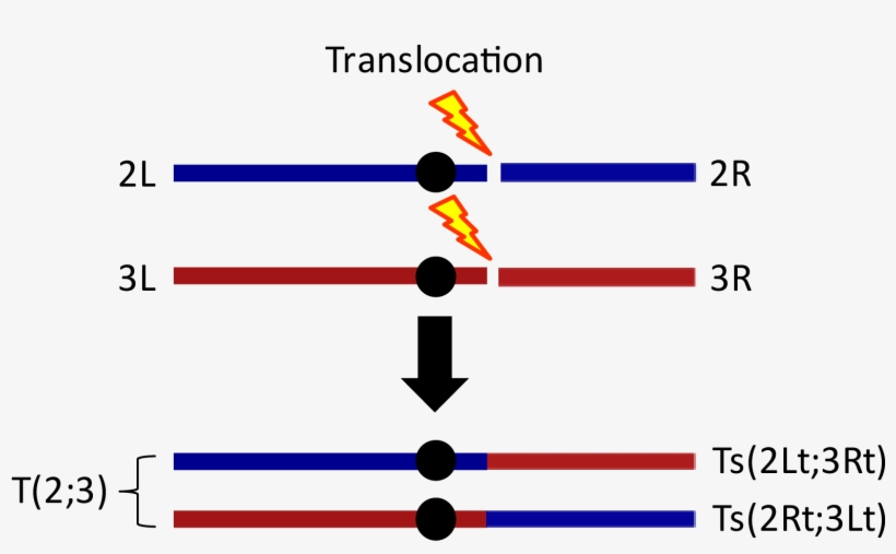 A Translocation Is A Pair Of Chromosomes - Graphic Design, transparent png download