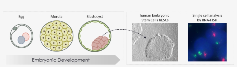 Cr-fish - Illustration, transparent png download