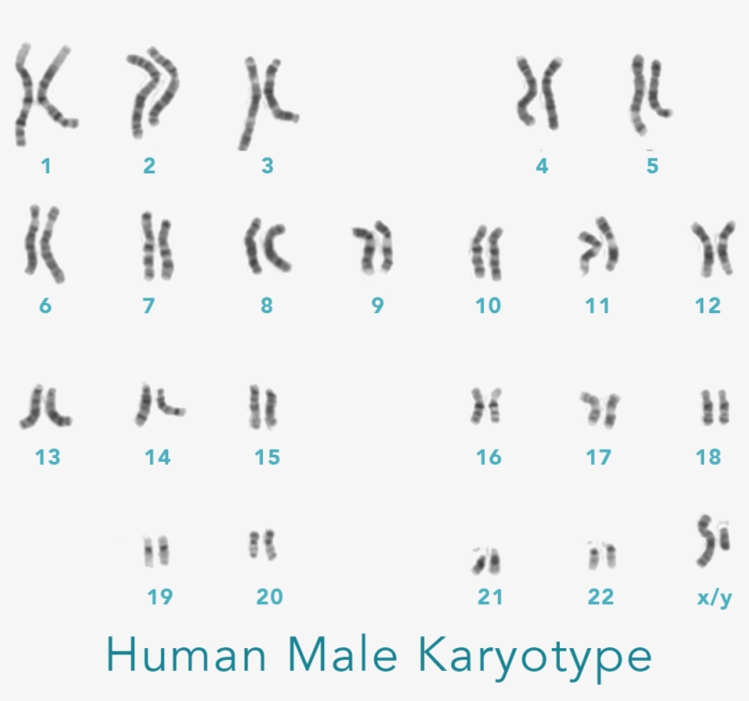 Each Pair Is One Chromosome From Each Parent - Male Karyotype, transparent png download