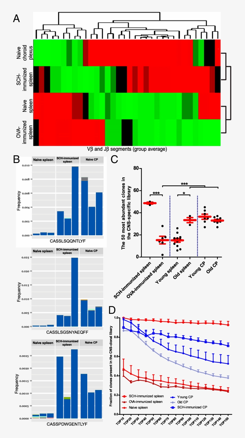 The Choroid Plexus Cd4 Tcr Repertoire Is Enriched With - Diagram, transparent png download