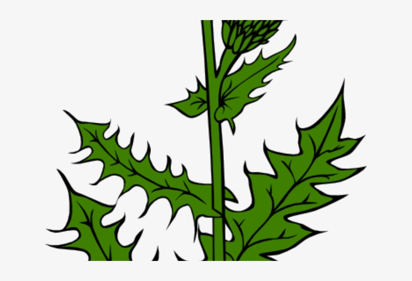 Weed Clipart Weed Bud - Scottish Thistle, transparent png download