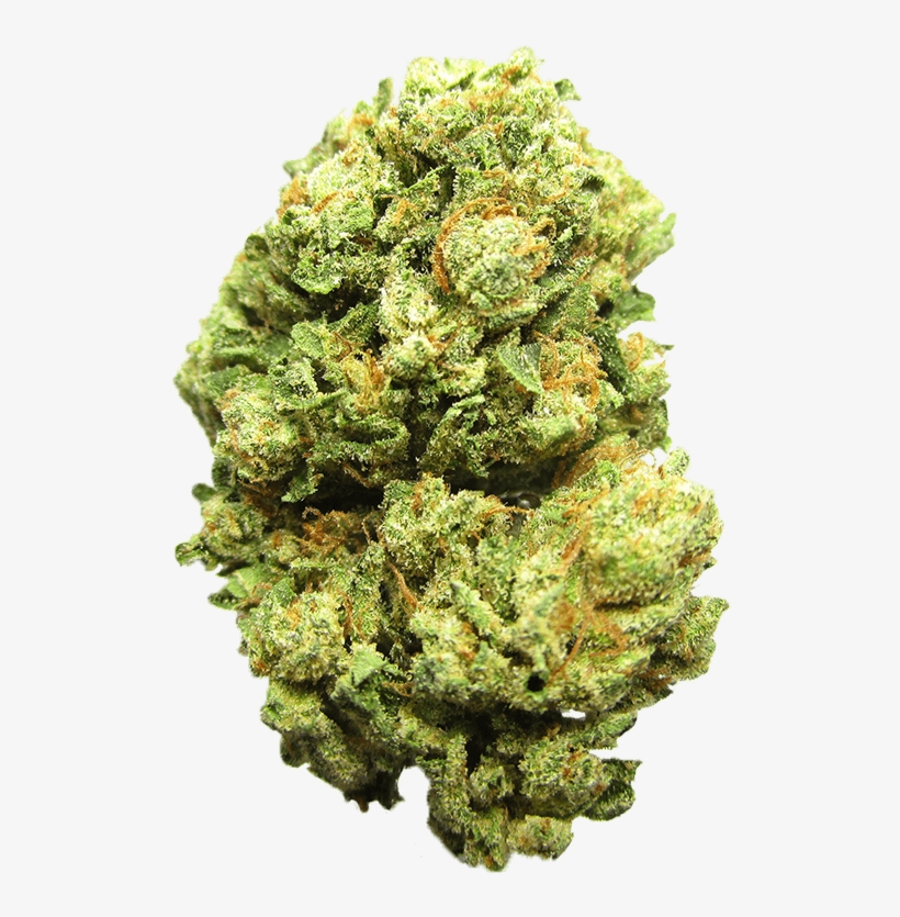 View More - Shortleaf Black Spruce, transparent png download