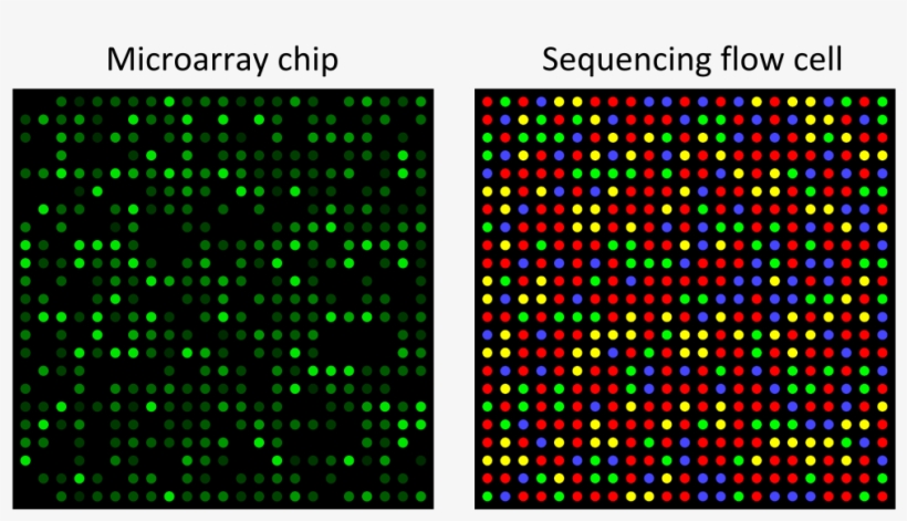 Microarray - Single Channel Microarray Chip PNG Image | Transparent PNG ...
