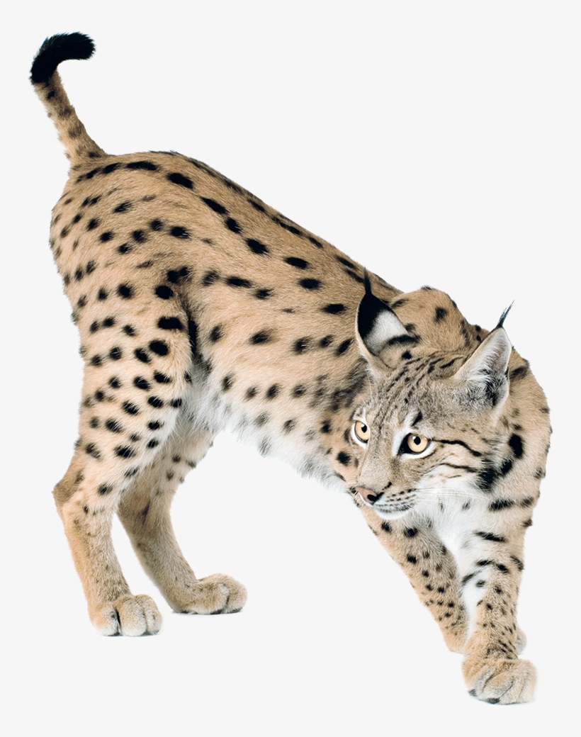 Download - Lynx Png, transparent png download