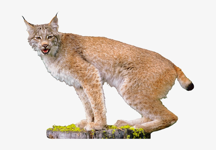 Lynx - Lynx Png, transparent png download