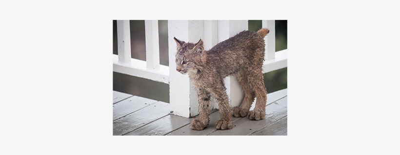 Now On Deck - Lynx Alaska, transparent png download