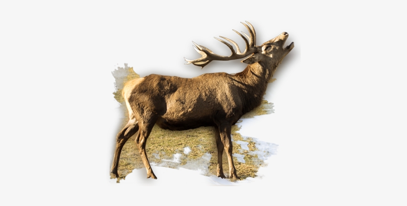 Deer, transparent png download