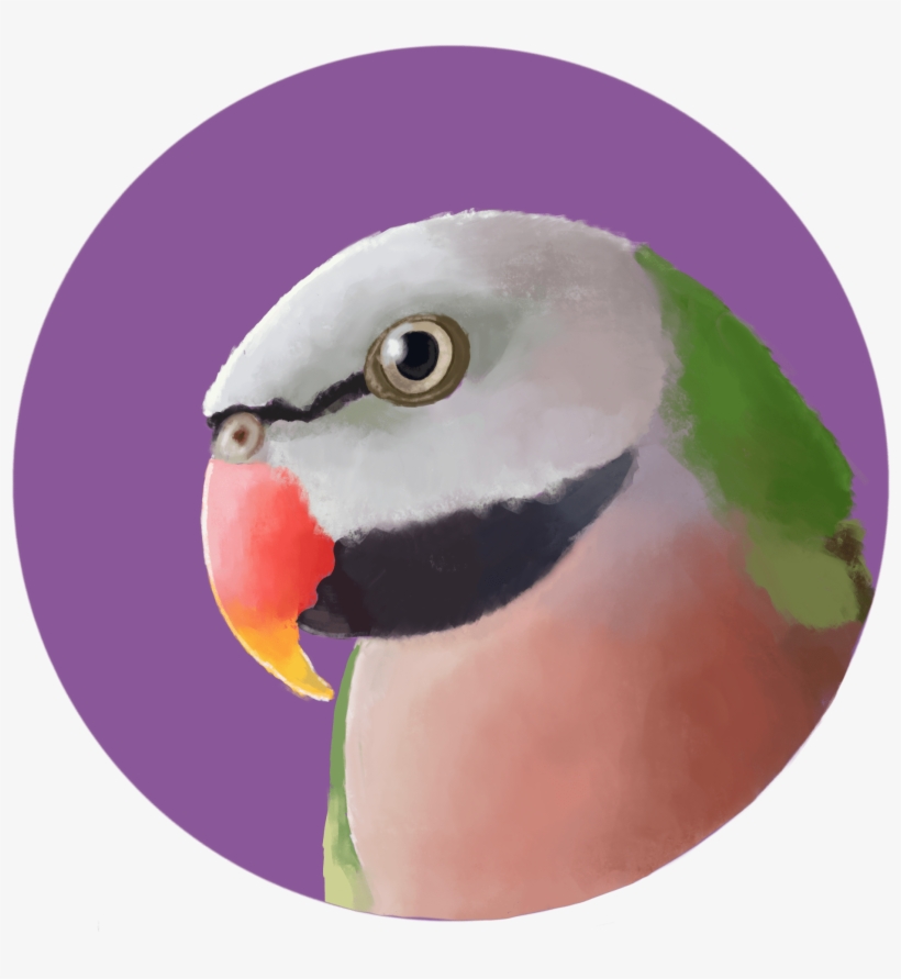 Commission - Budgie, transparent png download