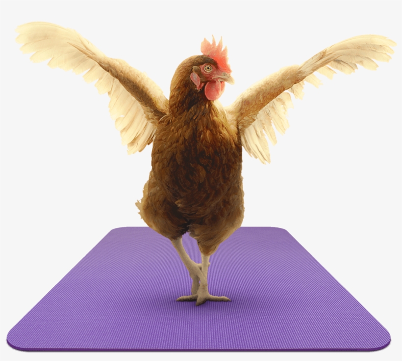 Zen Hens - Zen Hen, transparent png download