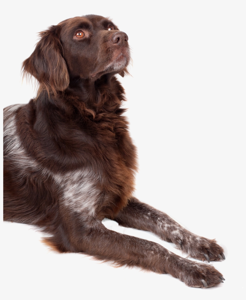 Dog Looking Up Png Image - Boykin Spaniel Flat Coat, transparent png download