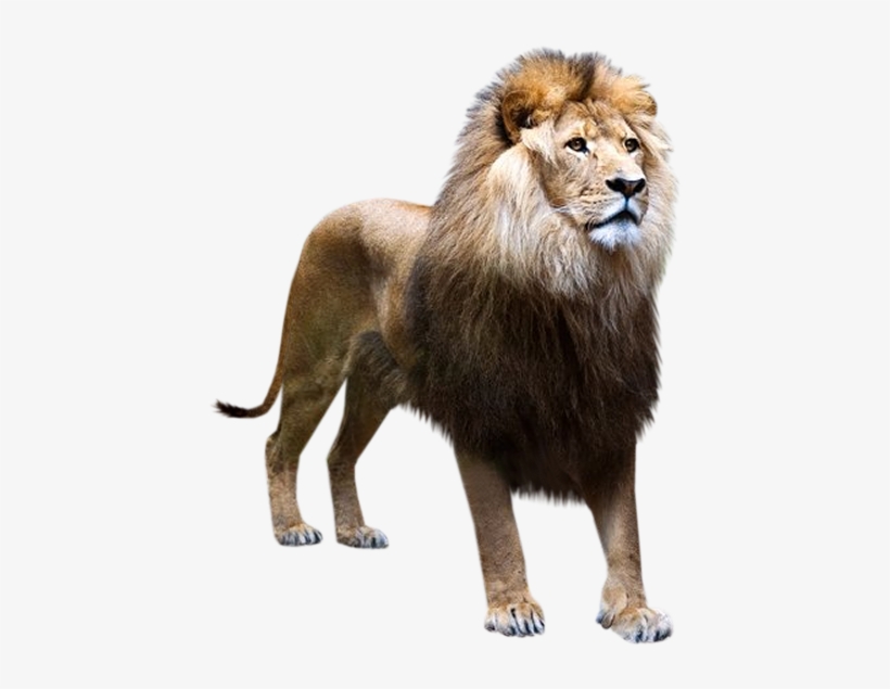 Ad3d84b9 59d6fa24 - Animaux De La Savane Png, transparent png download