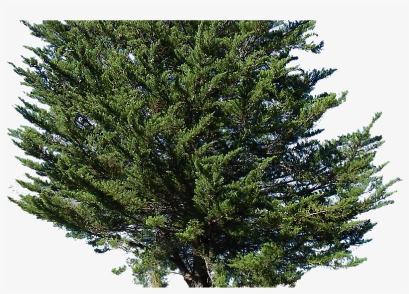 Landscape Clipart Tree Png Clipground - Pine Tree Transparent, transparent png download