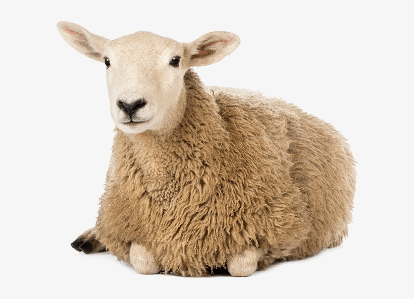 Whole Food Cale Vitamin D3 - One Sheep White Background, transparent png download