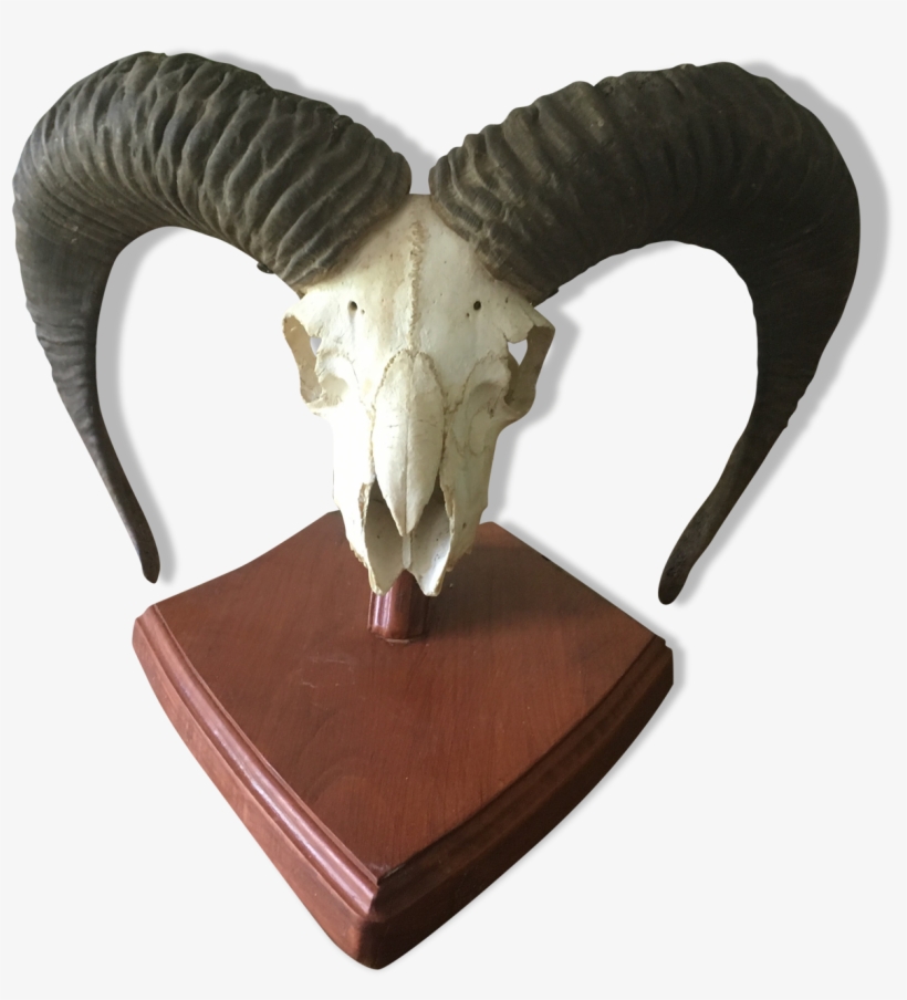Horn, transparent png download