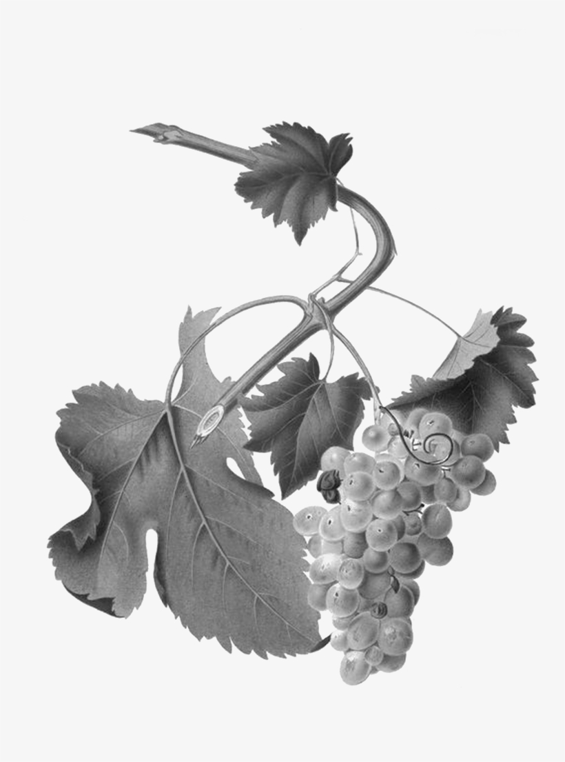 We Welcome All Who Share Our Interests - White Grapes Botanical Illustration, transparent png download