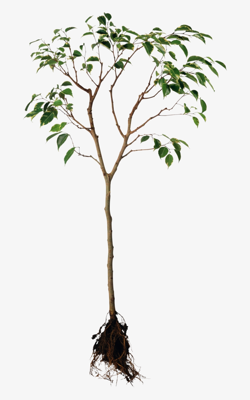 Ahimsa Paramo Dharma Theme Art, transparent png download