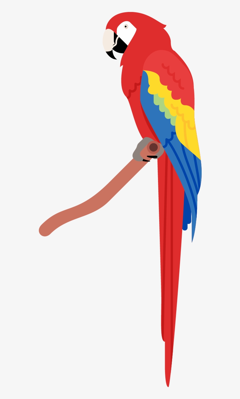 Parrot Poster - Macaw, transparent png download