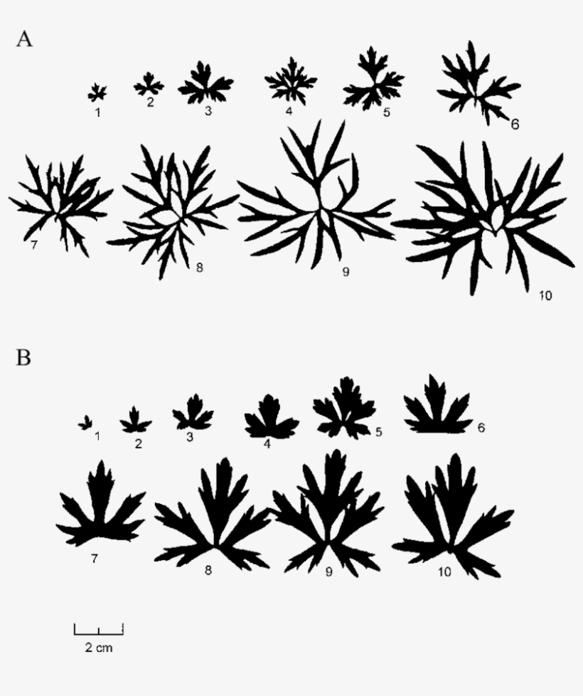 Representative Leaf Samples From The Wet Site And Semi-dry - Illustration, transparent png download