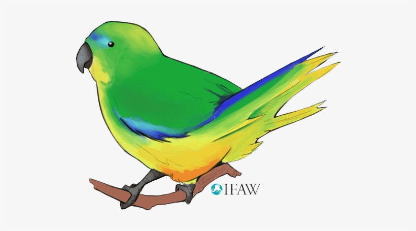 Ifaw Illustrated Messaging Sticker - Budgie, transparent png download