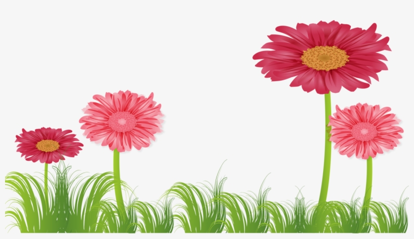 Яндекс - Фотки - Barberton Daisy, transparent png download