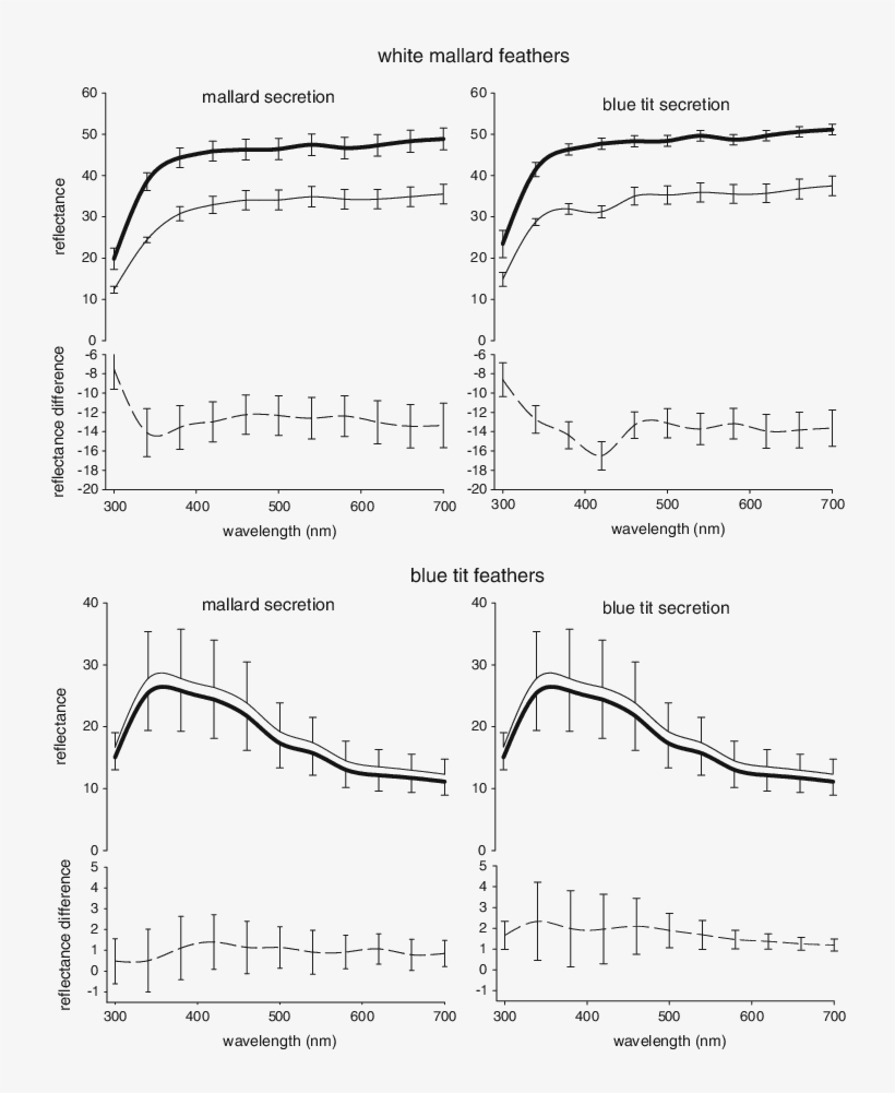 Preen Gland Diagram Images Gallery - Diagram, transparent png download