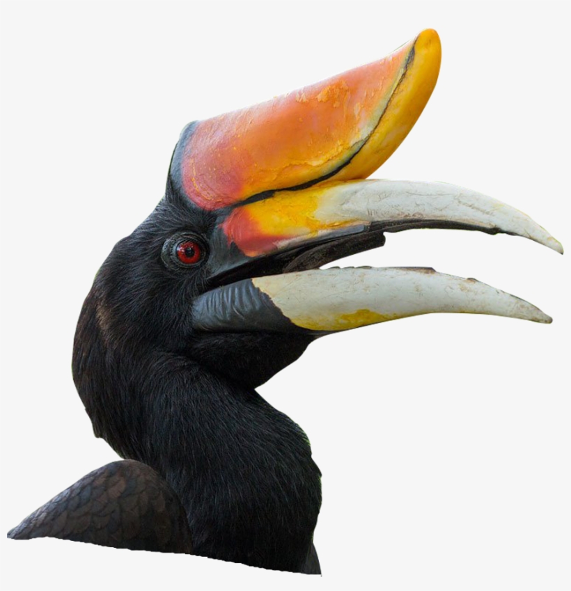 Hornbill Bird Png, transparent png download