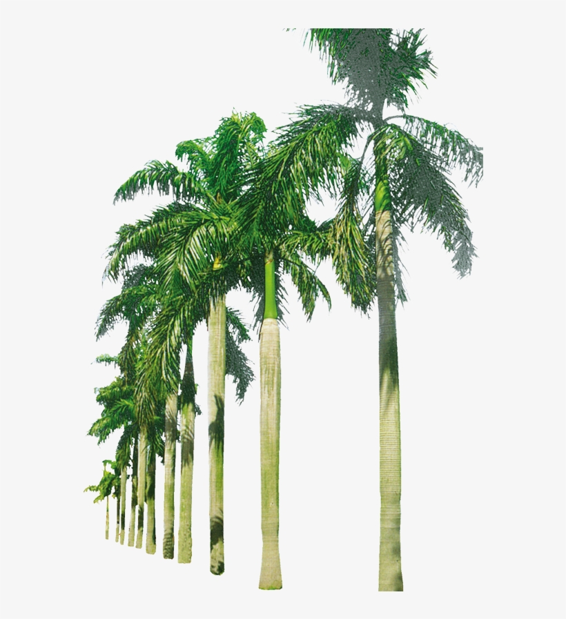 Png Background Free Download, transparent png download