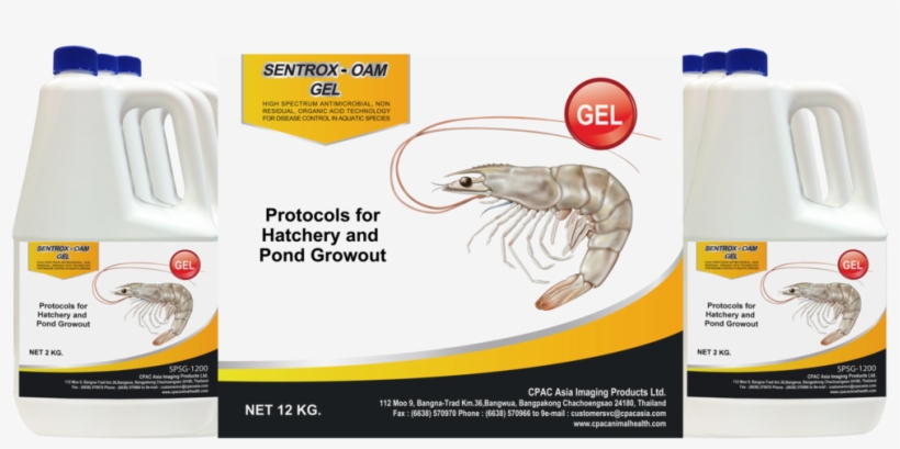 Litopenaeus Setiferus, transparent png download