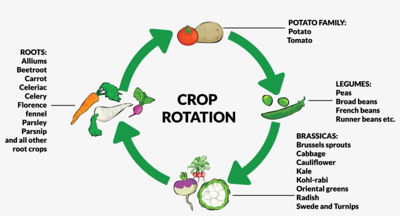 Source - Https - //www - Fruithillfarm - Com/wordpress/wp - Crop Rotation, transparent png download