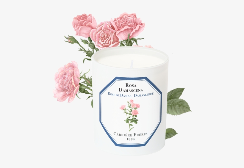 Damask Rose - Garden Roses, transparent png download