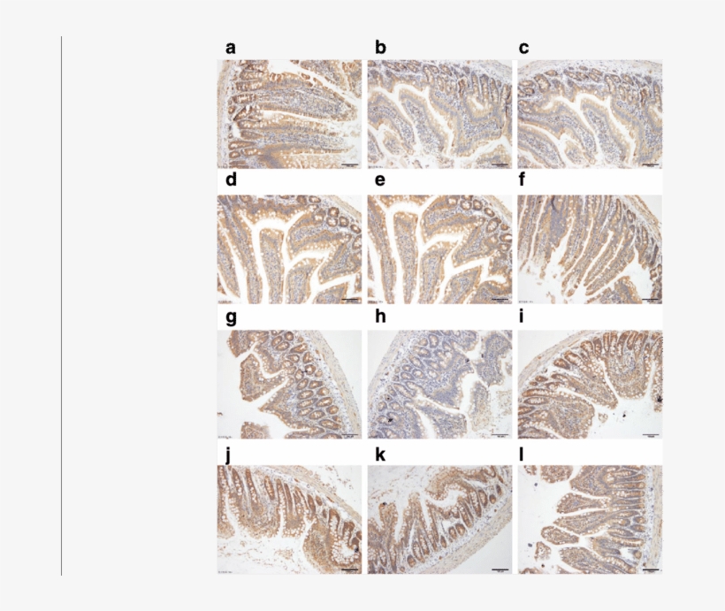 Location Of Abcg2 And Effects Of Chicory On Abcg2 Protein - Animal, transparent png download