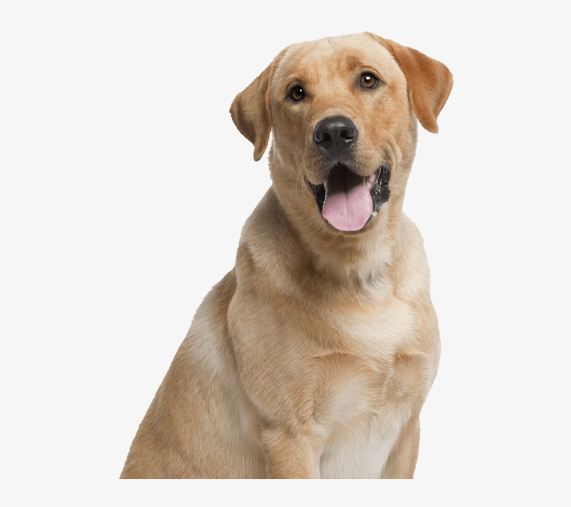 Fountain Park Is A Pet Friendly Community - Dog And Their Young Ones, transparent png download