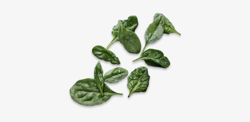 We'll Keep Tabs On Your Toppings - Spinach, transparent png download