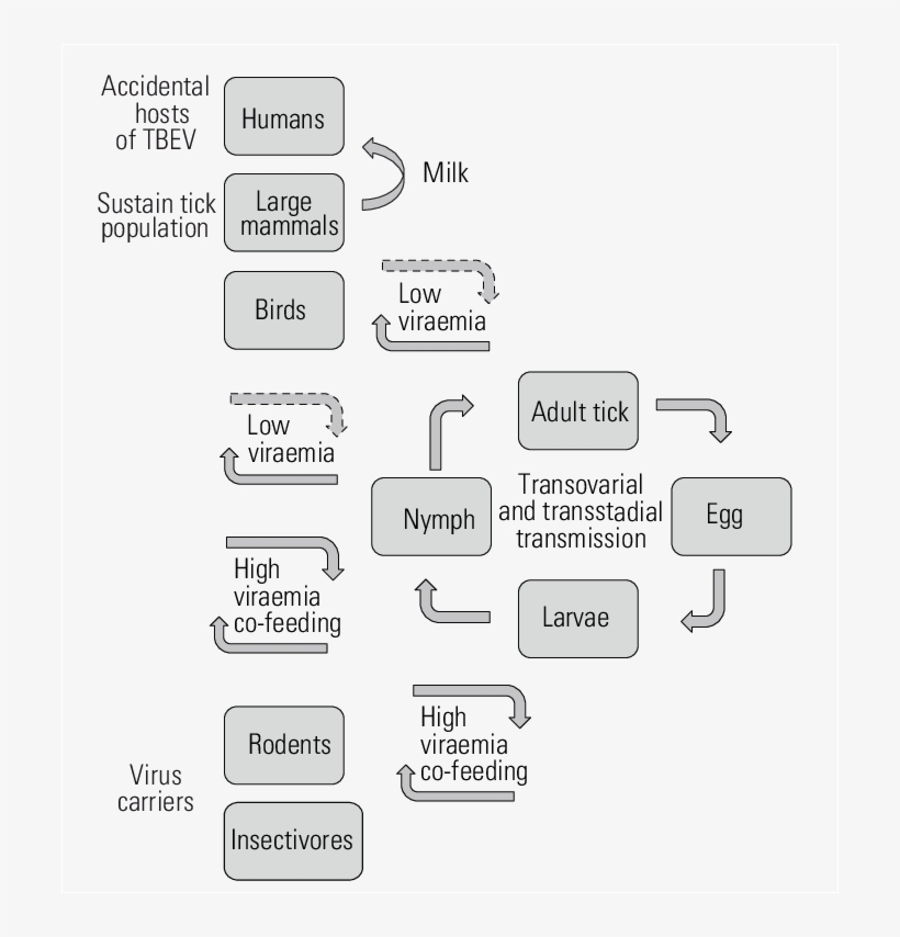 Transmission And Maintenance Of Tick-borne Encephalitis - Colorfulness, transparent png download