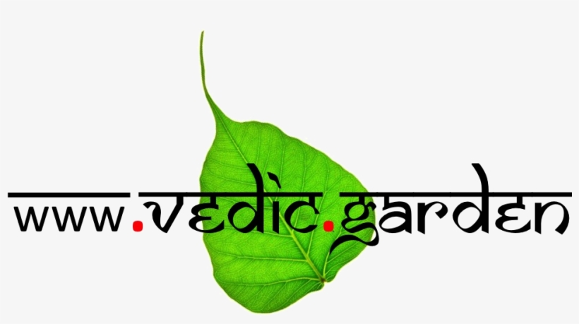 Garden Plants Online - Chai Garam, transparent png download