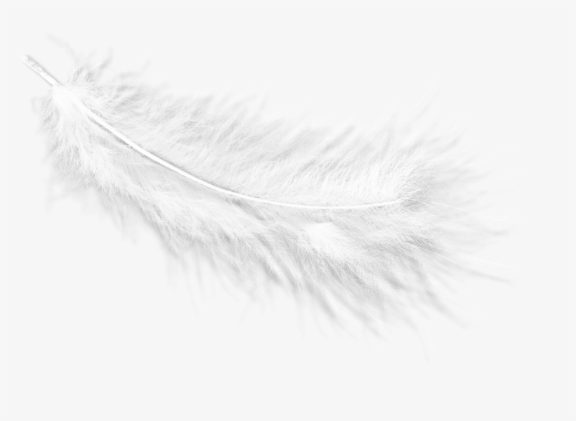 Related Image - Close-up, transparent png download