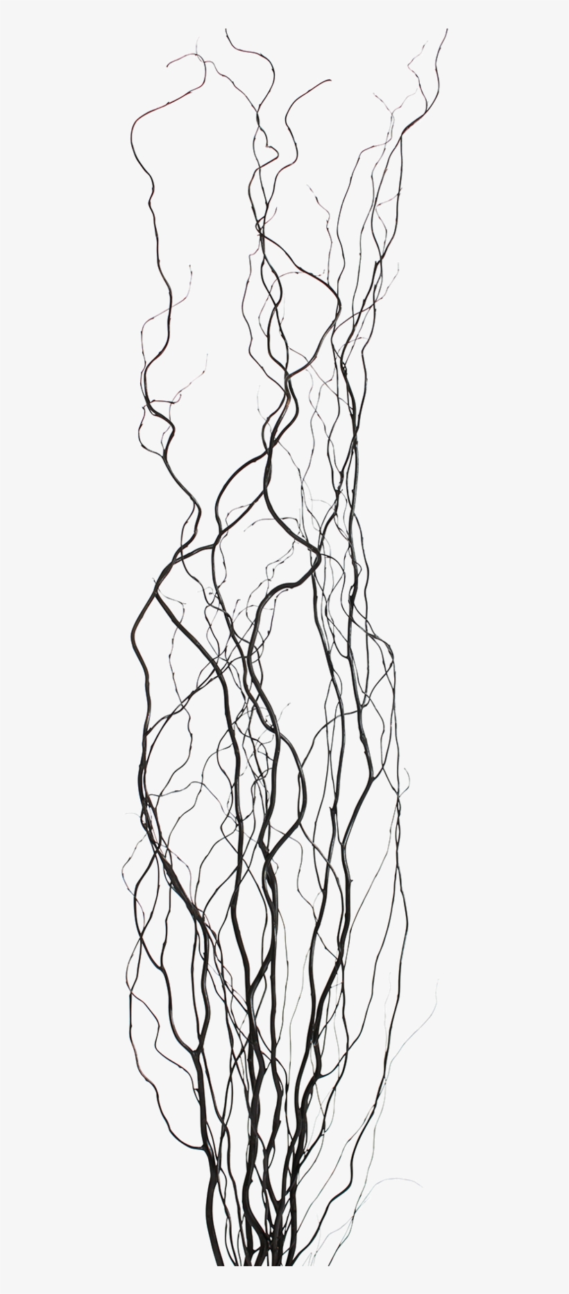 Curly Willow Cnd - Line Art, transparent png download