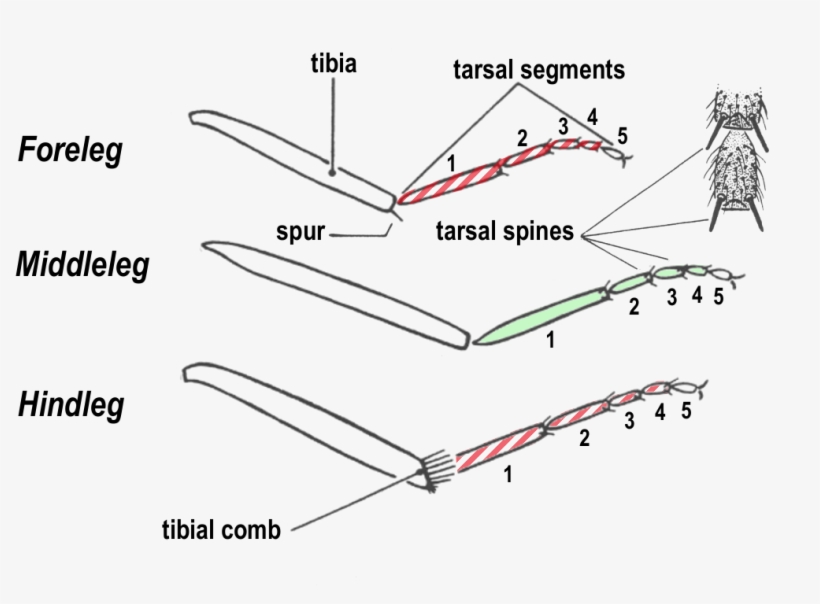 Middle Legs, Spines On Tarsal Segments - Diagram, transparent png download