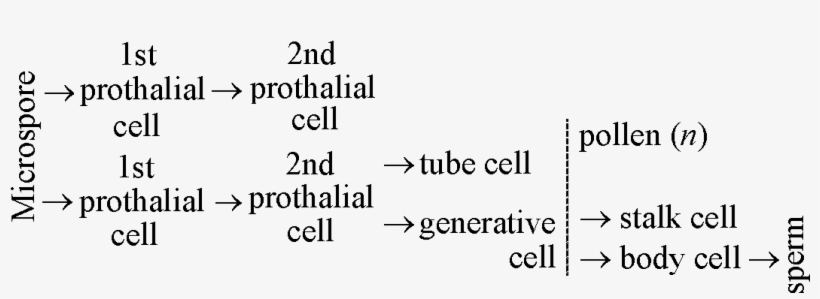 Lc Gym 03 - Number, transparent png download