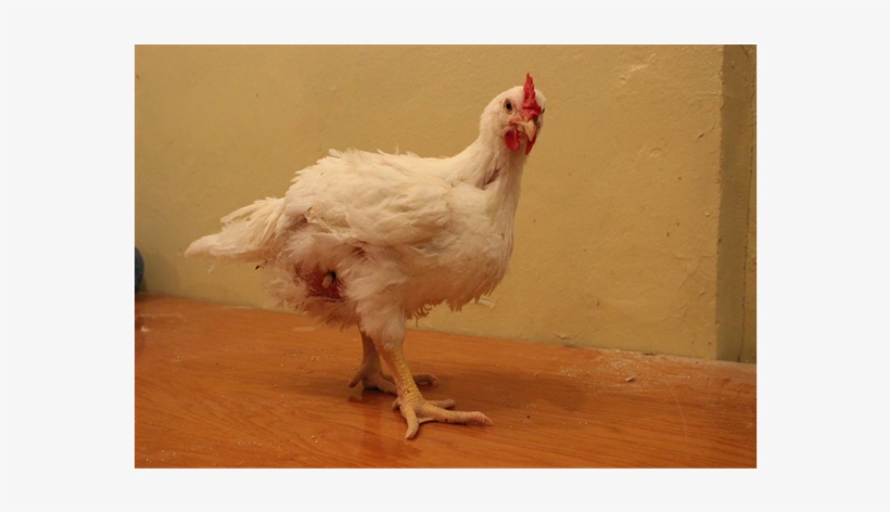 A Hybrid Chick With Duodenal Fistula - Rooster, transparent png download